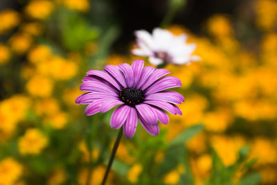 Close-up of fresh purple coneflower blooming outdoors