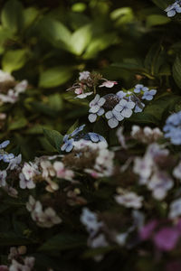 High angle view of purple flowering plants