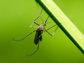 Close-up of insect on leaf