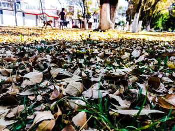 Close-up of leaves