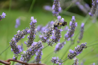 Close-up of insect on purple flowering plant