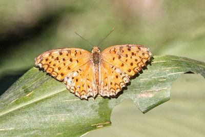 Close-up of butterfly on flower