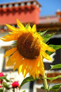 Close-up of sunflower blooming against sky