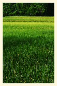 Scenic view of grassy field