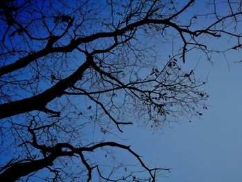 Low angle view of silhouette tree against clear sky