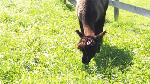 Close-up of a horse on field