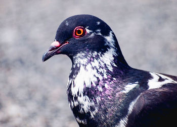 Close up. pigeon on the ground