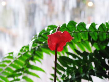 Close-up of red hibiscus blooming outdoors