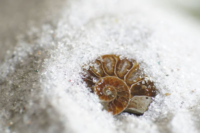High angle view of crab on ice