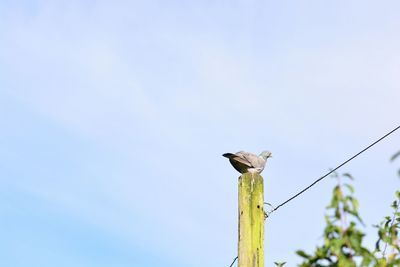 Low angle view of bird perching against clear sky