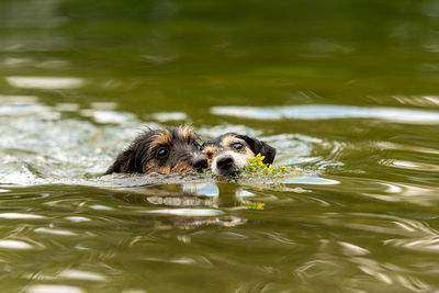 Portrait of dog swimming in lake