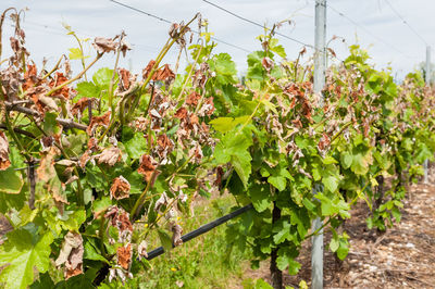 Plants growing in vineyard