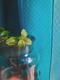 Close-up of potted plant on glass wall