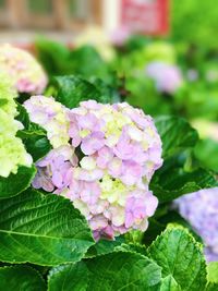 Close-up of pink rose blooming outdoors