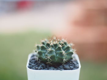 Close-up of cactus plant at yard