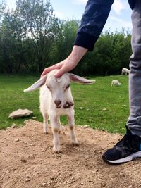 Low section of man stroking a goat