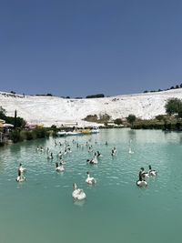 Ducks swimming in lake against clear sky