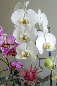 Close-up of flowers blooming outdoors