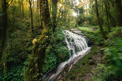 Scenic view of waterfall in forest