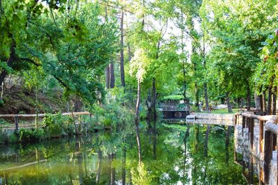 Scenic view of lake in forest