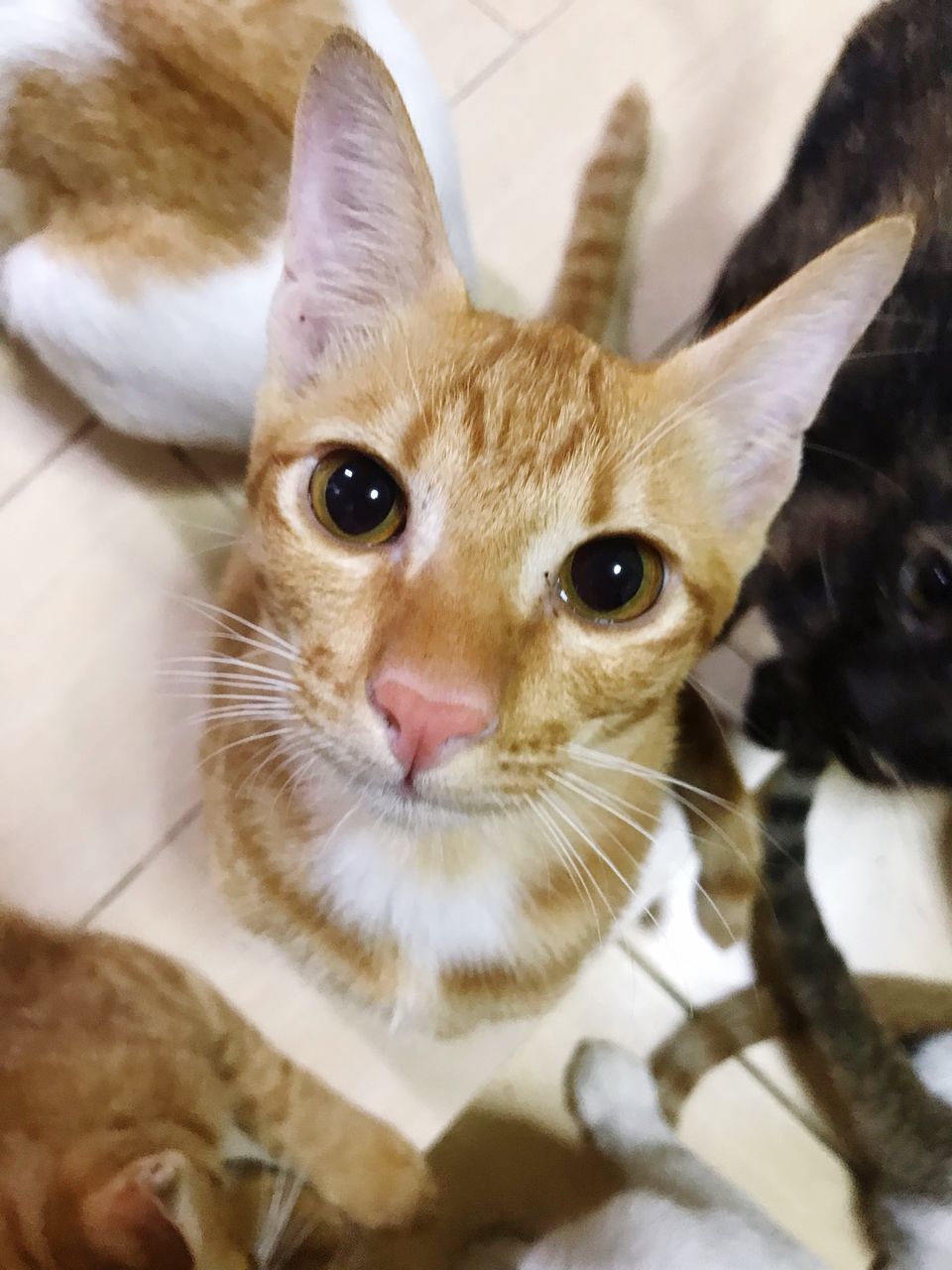 CLOSE-UP PORTRAIT OF A CAT