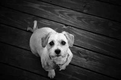 Portrait of dog on wooden floor