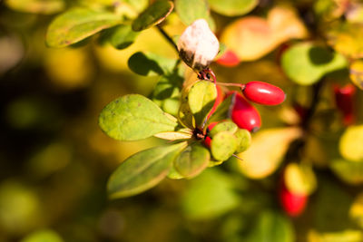 Close-up of red berries on tree