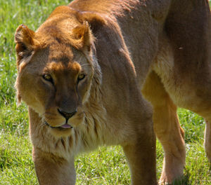 Close-up of a cat lying on land