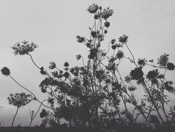 Low angle view of trees against sky