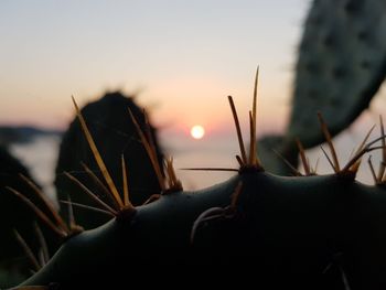 Close-up of plants against sky during sunset