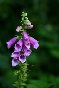 Close-up of purple flowering plant