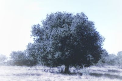 Low angle view of trees on field against clear sky