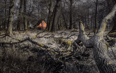 Bare trees in forest