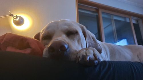 Close-up of dog resting at home