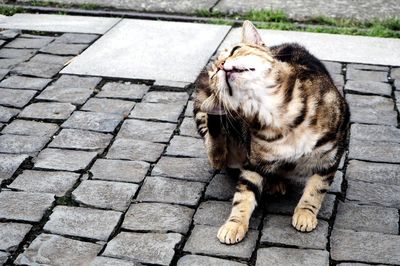 Close-up of cat yawning on sidewalk