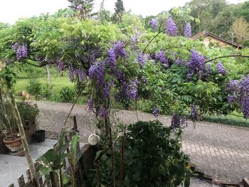 Purple flowering plants in garden