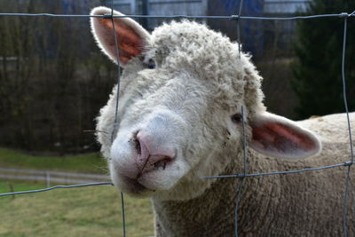 Close-up of sheep on field