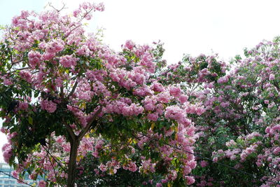 Low angle view of pink cherry blossoms in spring