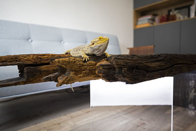 Bird sitting on wooden table