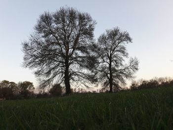 Low angle view of trees on field against clear sky