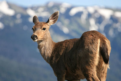 Deer at hurricane ridge with olympic mountain at olympic national park, seattle