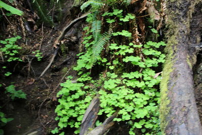 Trees growing in forest