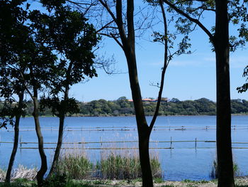Trees by lake against sky
