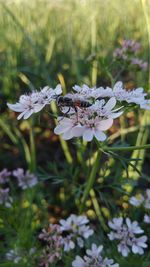 Close-up of butterfly on purple flowers