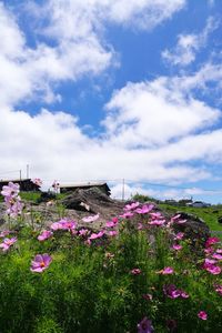 Flowers blooming on field against sky