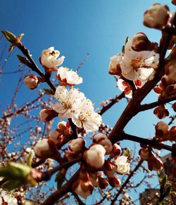 Low angle view of apple blossoms in spring