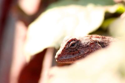 Close-up of lizard