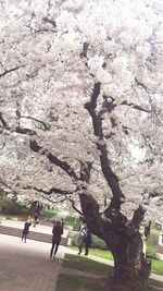 Shadow of people on cherry tree