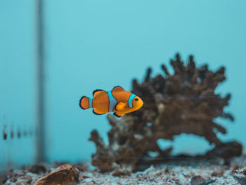 Close-up of fish swimming in sea