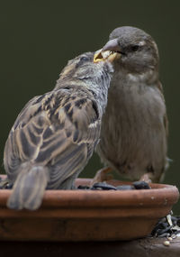 Close-up of birds perching on wood